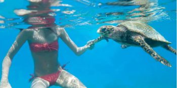 Sevimli Deniz Kaplumbağaları Hakkında Bilmek İsteyeceğimiz 44 Önemli Şey