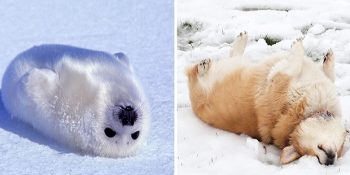 Fokların Aslında Okyanusların Köpekleri Olduğunun Kanıtı 21 Sevimli Fotoğraf