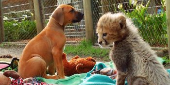 En İyi Dostlukların Hayvanlar Arasında Yaşandığının Kanıtı: Köpek “Dayo” ve Çita “Pancake”