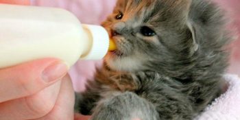 Masumiyetiyle Tüm Duygularınızı Yerle Bir Eden Kedi Yavruları İçin 9 Bakım Önerisi