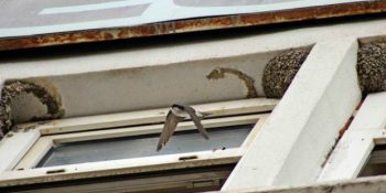 Kırlangıç Yavrularını Rahatsız Etmemek İçin Bina Yıkımını Erteleyen İyi Kalpli Belediye