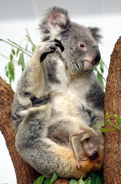 koala-bear-baby