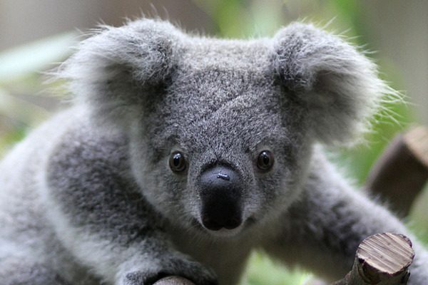 koala-beyin