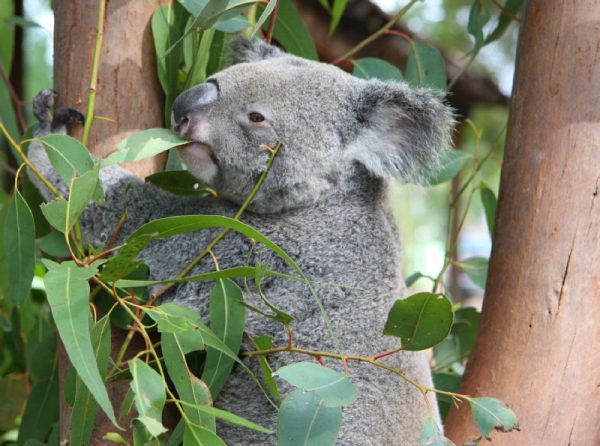 koala-eat