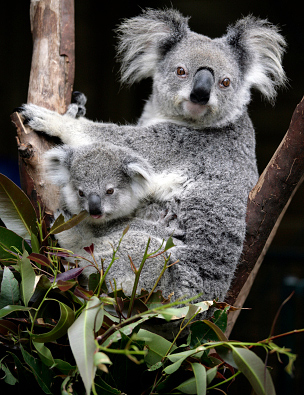 koala-kese