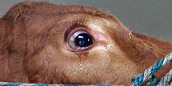 Kesileceğini Zannedip Gözyaşlarına Boğulan Sevimli İnek Emma’nın İçimizi Acıtan Hikayesi