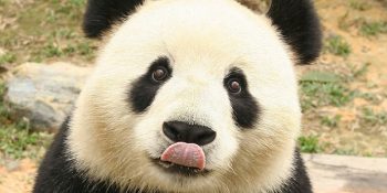 Kocaman Bir Minnoş Olan Pandalar Hakkında 15 Aydınlatıcı Bilgi