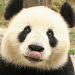 Kocaman Bir Minnoş Olan Pandalar Hakkında 15 Aydınlatıcı Bilgi