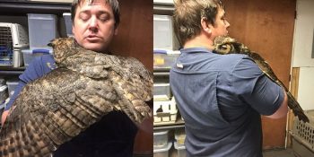 Hayatını Kurtaran Adamı Görür Görmez Sevgisini Gösteren Vefalı Baykuşun Hikayesi