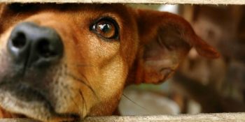 Gerçek Bir Dost Olduğunuzu Gösterin: Sokak Köpekleri İçin Yapabileceğiniz 7 Duyarlı Davranış