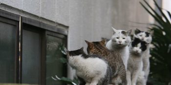 Sokakların Gerçek Sahiplerinin Sokak Kedileri Olduğunun Kanıtı 23 Serseri Ruhlu Kedi