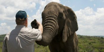 Bir İnsanın Cenazesine Katılmak İçin Kilometrelerce Yol Kat Eden Fillerin Duygu Dolu Hikayesi