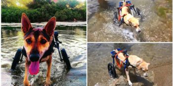 Köpeğinizin Ona Engelsiz Bir Yaşam Sunan Yürüteciyle Yapabileceği 16 Aktivite