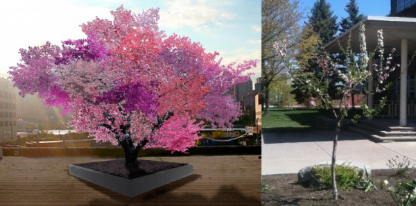 6. Rengarenk Çiçekli Bir Ağaç