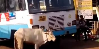 Bebeğini Ezen Otobüsü Dört Yıl Boyunca Her Gün Takip Eden İneğin Çok Acıklı Hikayesi