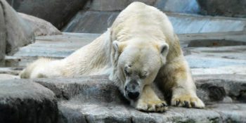 Tüm Hayatını Beton Bir Hapishanede Geçiren Kutup Ayısı Arturo’nun Acıyla Biten Hikayesi