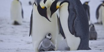 Penguenlerin Buzlarla Kaplı Dünyasına Dair 17 Minnoş Bilgi