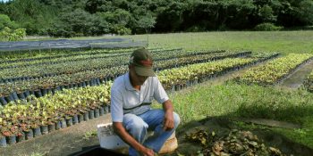 Yaptığınız Her Arama İçin Dünyanın Bir Yerine Ağaç Diken Arama Motoru