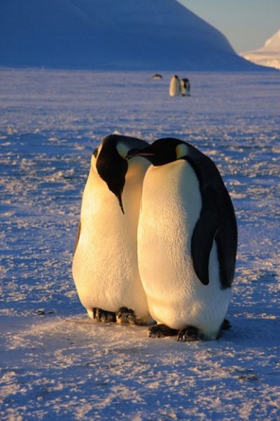 erkek-penguen
