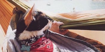 Aşırı Dozda Kediye Maruz Kalacağınız Sevimli Instagram Hesabı: Kedilerle Kamp