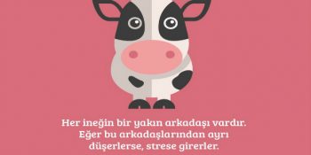 Yakından Tanıdığımız Hayvanlar Hakkında Daha Önce Duymadığınız 15 Şaşırtıcı Bilgi