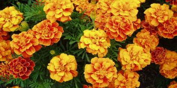 Hem Kanımızı Hem de Huzurumuzu Emen Sivrisineklerden Kurtulmanın 9 Bitkisel Yolu