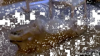 kedi3