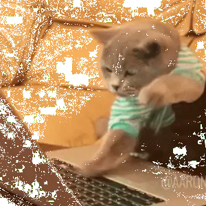 kedi5