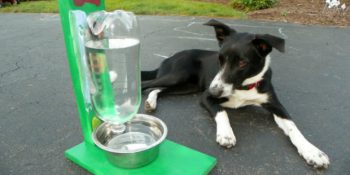 Köpeğiniz İçin Evde Yapabileceğiniz Kullanışlı Eşyalar ve Birbirinden Leziz Yiyecek Önerileri