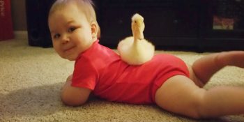 Bebek Tyler ve Ördek Bee’nin Kalplerimizi Isıtan Dostluk Hikayesi