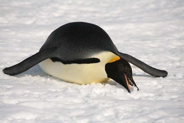 penguen-yemek
