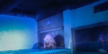 Arturo’yu Delirtip Öldürdük Şimdi Sırada Dünyanın En Üzgün Kutup Ayısı “Pizza” Var