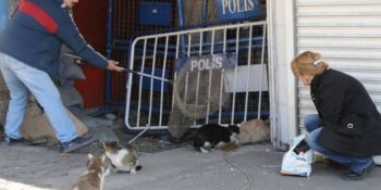 Çatışma Bölgelerindeki Yaralı Hayvanlar İçin Mücadele Eden Gerçek Bir İnsan: Zuhal Arsan