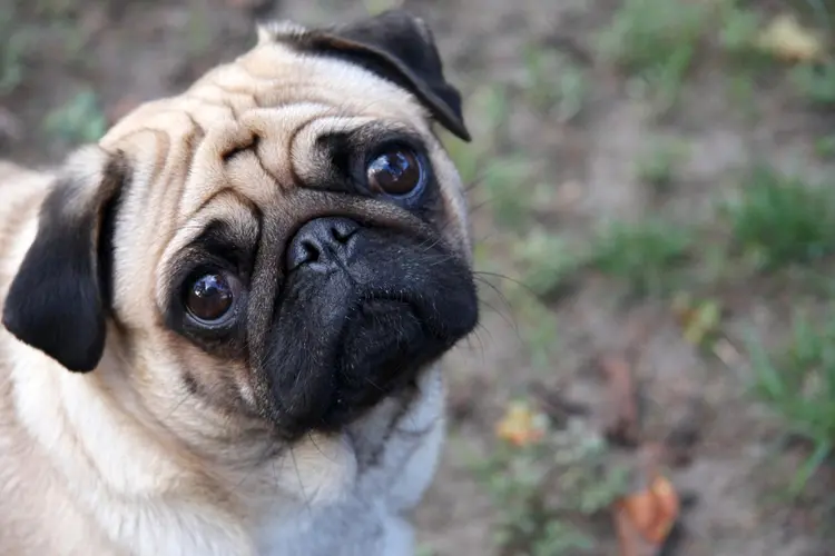 01pug