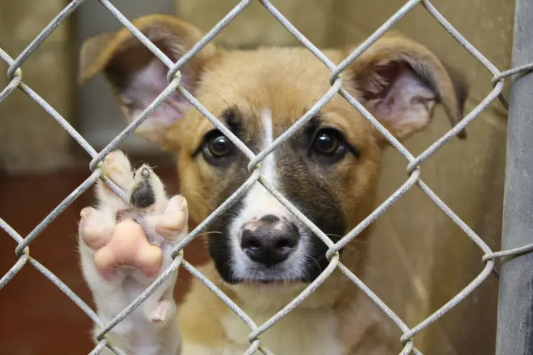 02 barınak köpekleri