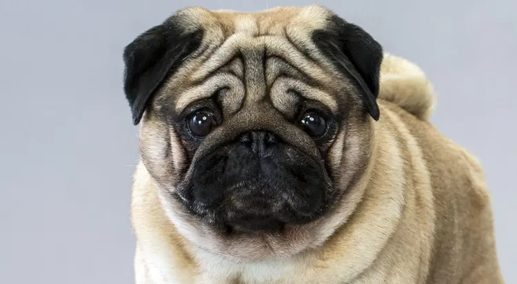02pug