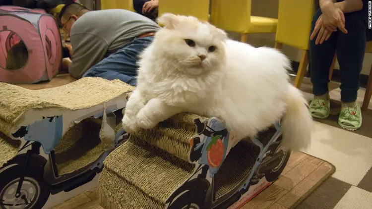 03 cats