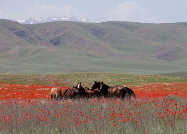 03The steppes of Kazakhstan
