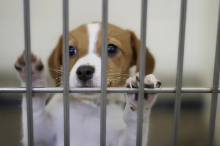 04 barınak köpekleri