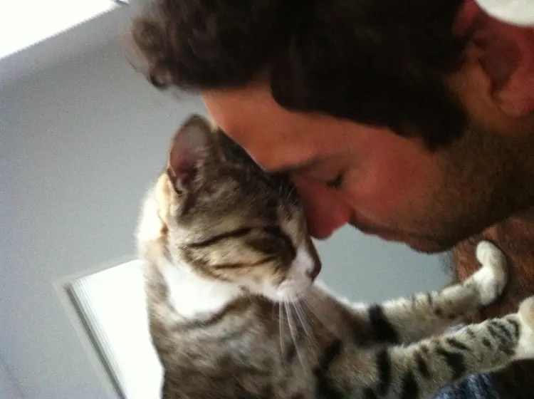04 cats