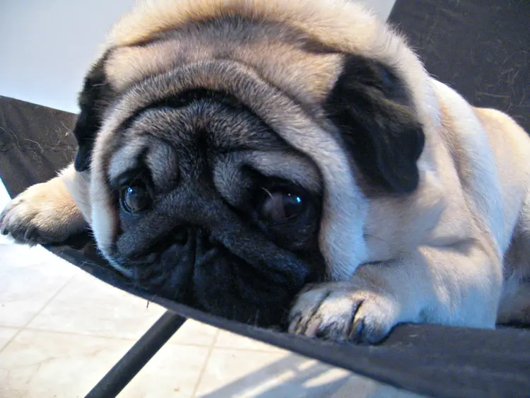 04pug