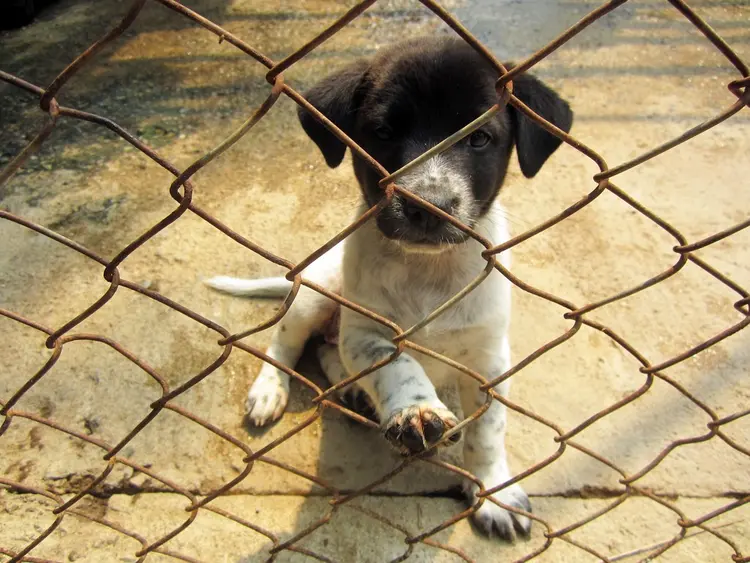 05 barınak köpekleri