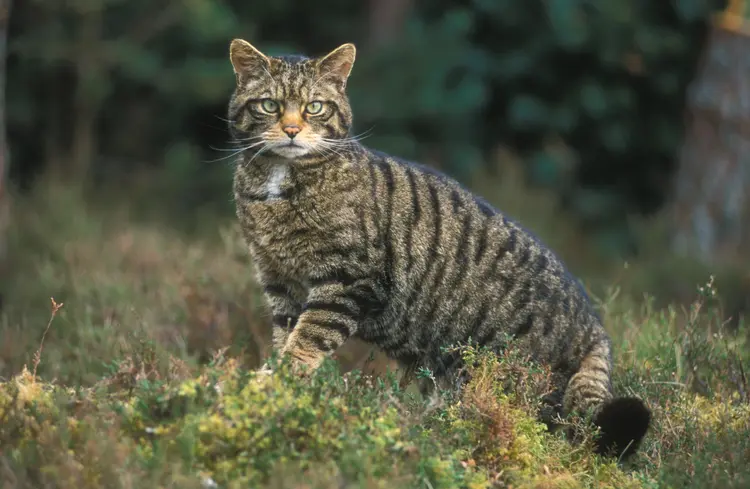 05 cats