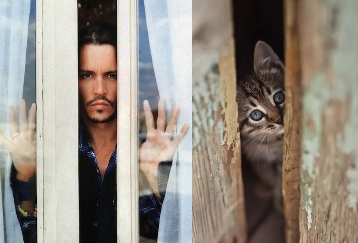 05 erkek vs kedi
