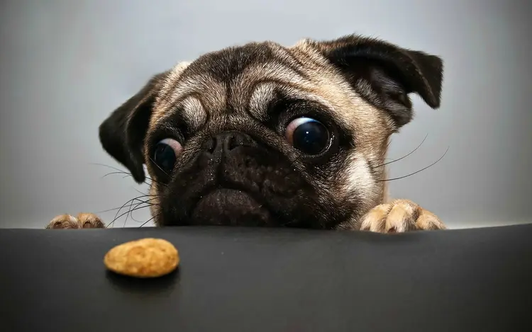 05pug