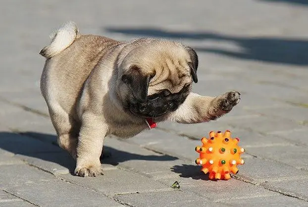 06pug