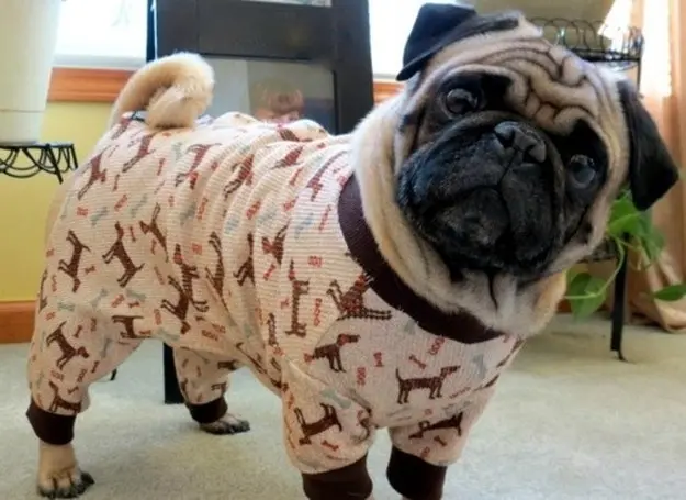 08pug