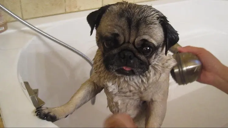 09pug