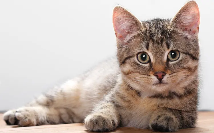 1-kedi-hastaliklari