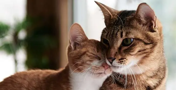 2-kedi-hastaliklari